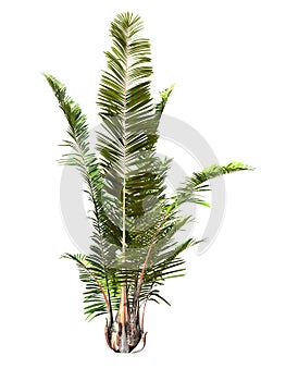 Tropical plant photo