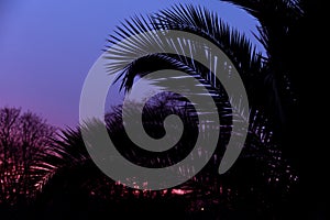 Tropical plant and tree leaf make a silhouette pattern over beautiful sunset sky