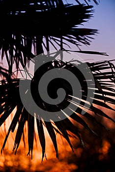 Tropical plant and tree leaf make a silhouette pattern over beautiful sunset sky