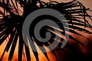 Tropical plant and tree leaf make a silhouette pattern over beautiful sunset sky