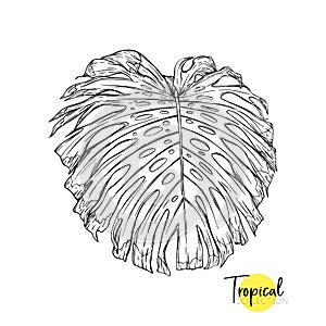 Tropical plant. Vector illustration in botanical style. photo