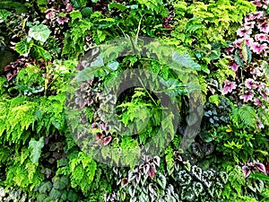 Tropical Plant Wall in Singapore photo