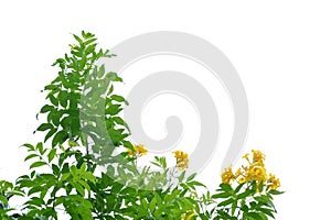 A tropical plant with yellow flower blossom on white isolated background