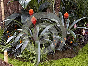 Bromeliad Guzmania conifera photo