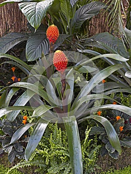 Tropical planting of the Bromeliad Guzmania conifera photo