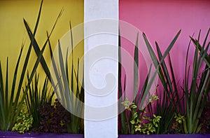 Tropical Plants Against Colourful Walls