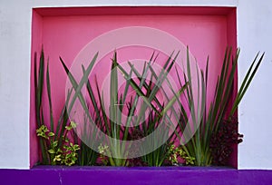 Tropical Plants Against Colourful Walls