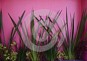 Tropical Plants Against Colourful Walls