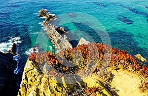 Tropical plants on Alentejo area beach, Portugal photo