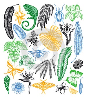 Tropical plants and animals vector collection. Hand drawn  exotic flowers, palm leaves, tropical insects and chameleon. Vintage