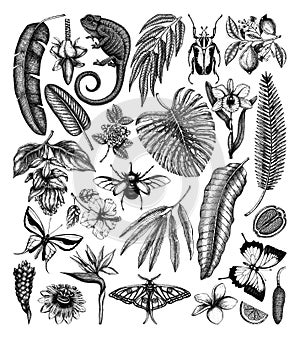 Tropical plants and animals vector collection. Hand drawn  exotic flowers, palm leaves, tropical insects and chameleon. Vintage