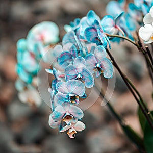 Tropical plants in the arboretum. Leaves and wild blue Orchid flowers close up. Concept of environmental conservation