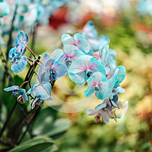 Tropical plants in the arboretum. Leaves and wild blue Orchid flowers close up. There are other plants in the background. Concept