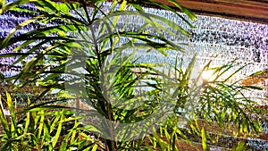 Tropical plants background. Green palm leaves texture background on a sunshine