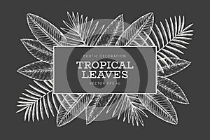 Tropical plants banner design. Hand drawn tropical summer exotic leaves illustration on chalk board. Jungle leaves, palm leaves