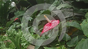 Tropical plants in the botanical garden close-up. Anthurium red flower with large pistil. Winter greenhouse under a