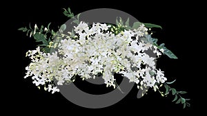 Tropical plants bush wedding decoration, bunch of white Dendrobium orchid flower with tropic green leaves philodendron and foliage