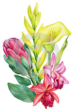 Tropical plants, callas, orchids, bromeliad, protea. Watercolor flora illustration on isolated white background