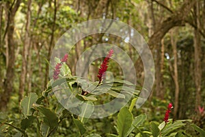 Tropical plants in a Caribbean forest, Costa Rica