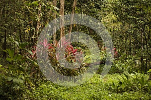 Tropical plants in a Caribbean forest, Costa Rica