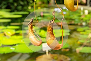 Tropical plants carnivores nepentes with pitchers for catching insects and feeding organic