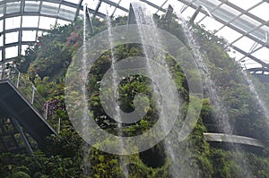 Tropical Plants in a Cloud Forest Enviroment