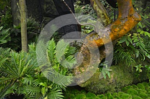 Tropical Plants in a Cloud Forest Enviroment