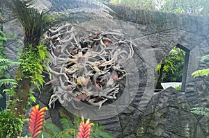 Tropical Plants in a Cloud Forest Enviroment