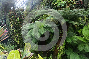 Tropical Plants in a Cloud Forest Enviroment