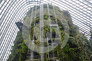 Tropical Plants in a Cloud Forest Enviroment photo