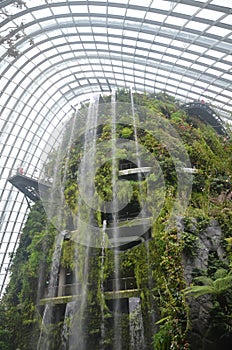 Tropical Plants in a Cloud Forest Enviroment photo