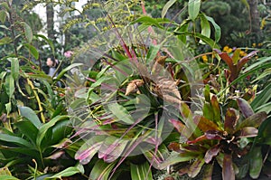 Tropical Plants in a Cloud Forest Enviroment photo