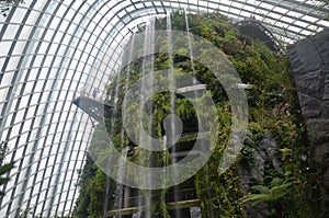 Tropical Plants in a Cloud Forest Enviroment photo