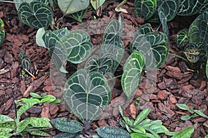 Tropical Plants in a Cloud Forest Enviroment photo