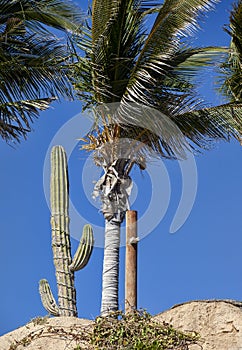 Tropical Plants in the Desert of Cabo San Lucas