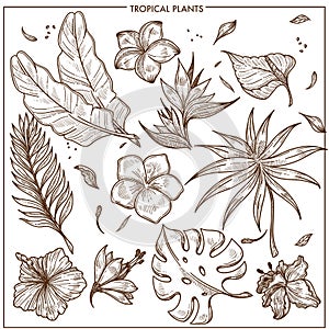Tropical plants and exotic flowers sketch vector isolated icons set collection
