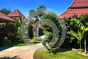 Tropical plants in the grounds of the hotel, Beach and trees, Phra Ae Beach, Ko Lanta, Thailand