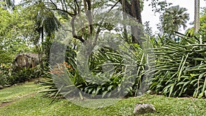 Tropical plants grow in the botanical garden.