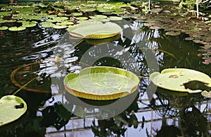 Tropical plants growing in pond