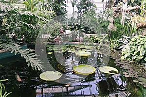 Tropical plants growing in pond