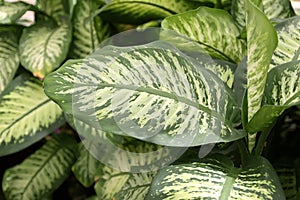 Tropical plants growing in pond