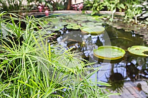 Tropical plants growing in pond