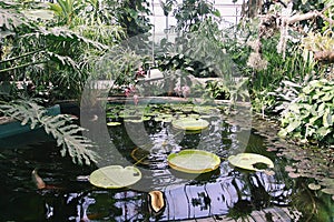 Tropical plants growing in pond