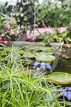 Tropical plants growing in pond