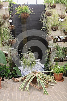 Tropical plants growing in pond