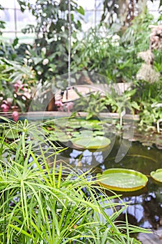 Tropical plants growing in pond