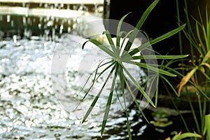 Tropical plants growing in pond