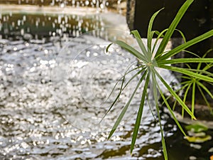 Tropical plants growing in pond