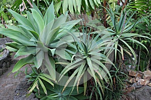 Tropical Plants of Guatemala