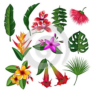 Tropical plants hawaii flowers leaves and branches. Vector illustration isolate on white background
